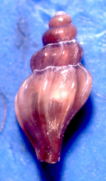 Mangelia tenuicostata?